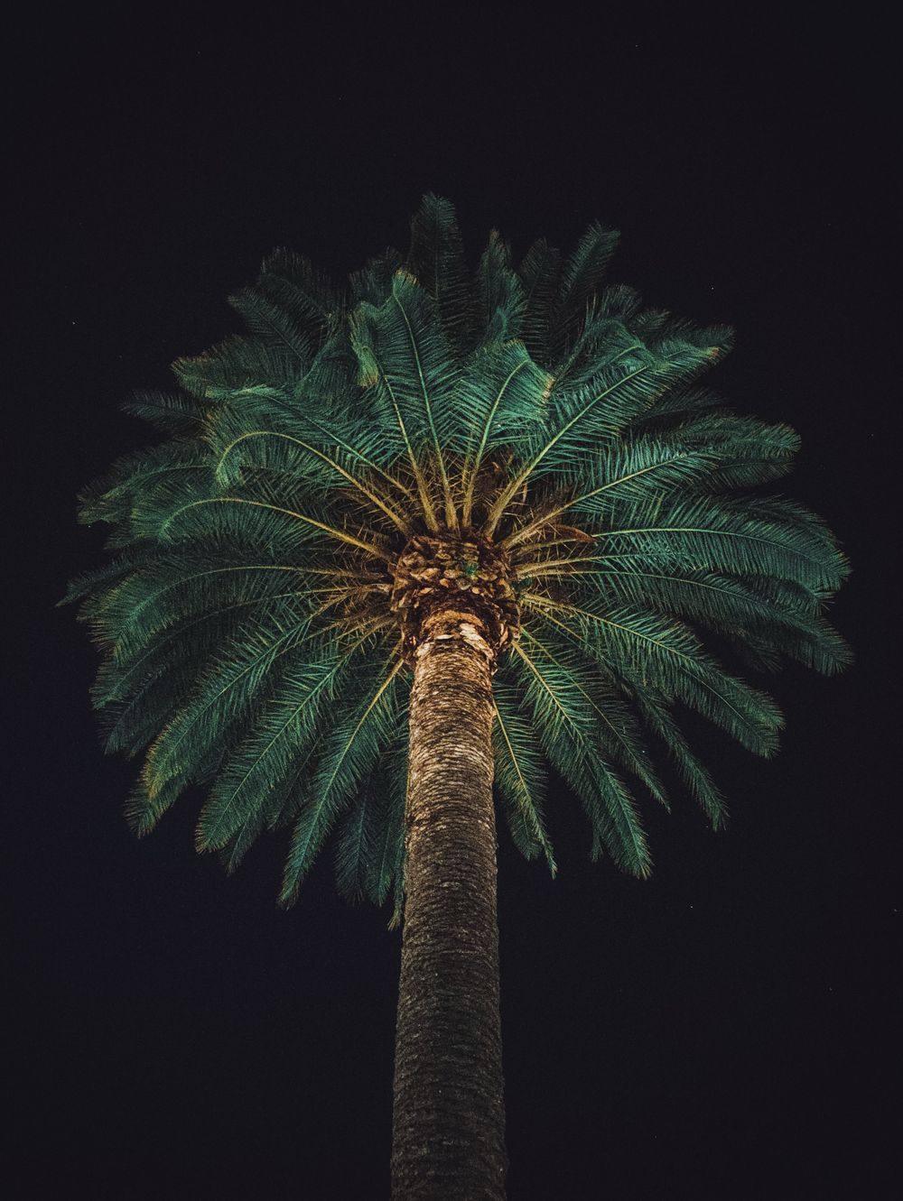 Palm trees dramatically uplit at night
